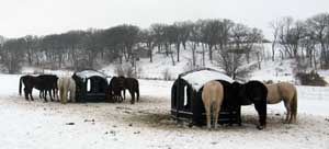 Horse Hay Feeders